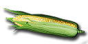 Corn Seeds